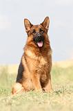 BERGER ALLEMAND 774
